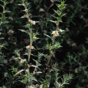 Salsola kali pontica, metric site on Beach Road, San Nicolas Island