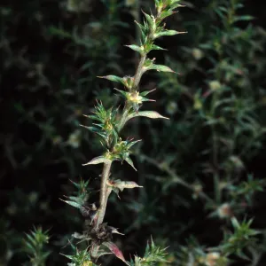 Salsola kali pontica, metric site on Beach Road, San Nicolas Island