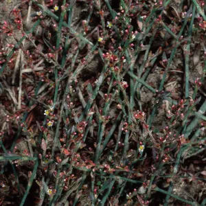 Polygonum arenastrum, metric site/Beach Road, San Nicolas Island