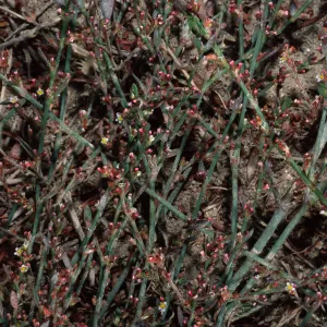 Polygonum arenastrum, metric site/Beach Road, San Nicolas Island