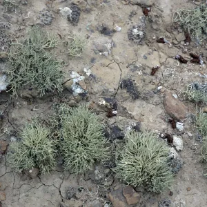 Niebla ramosissima, Theodolite Road, San Nicolas Island