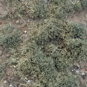 Niebla ramosissima, Theodolite Road, San Nicolas Island