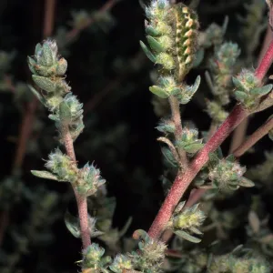 Bassia hyssopifolia, w/caterpillar, metric site/Beach Road, San Nicolas Island