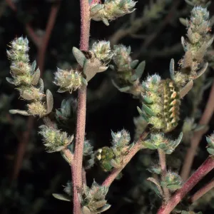 Bassia hyssopifolia, w/caterpillars, metric site/Beach Road, San Nicolas Island