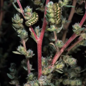 Bassia hyssopifolia, w/caterpillars, metric site/Beach Road, San Nicolas Island