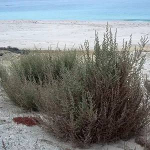 Bassia hyssopifolia, metric site on Beach Road, San Nicolas Island