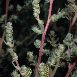 Bassia hyssopifolia w/caterpillars, metric site/Beach Road, San Nicolas Island