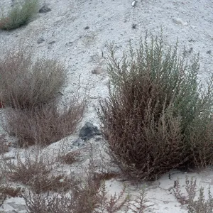 Bassia hyssopifolia, metric site/Beach Road, San Nicolas Island