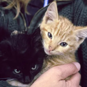 kittens, San Nicolas Island