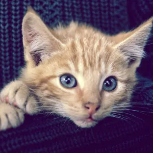 kitten, San Nicolas Island