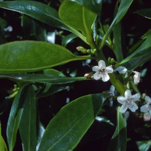 Myoporum, Nicktown, San Nicolas Island