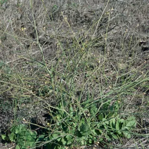 Brassica tournefortii, San Nicolas Island