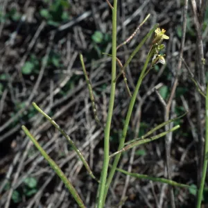 Brassica tournefortii, San Nicolas Island