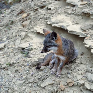 island fox, base of NAVFAC grade, San Nicolas Island