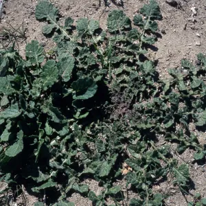 Hirschfeldia incana, San Nicolas Island