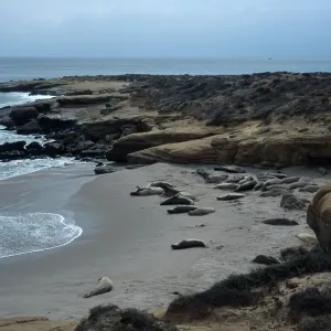 Elephant Seals, beach South of sandspit, San Nicolas Island