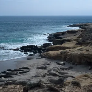 Elephant Seals, beach South of sandspit, San Nicolas Island