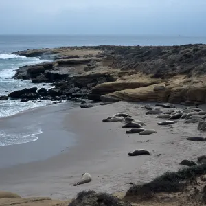Elephant Seals, beach South of sandspit, San Nicolas Island