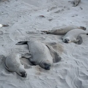 Elephant Seals, beach South of sandspit, San Nicolas Island