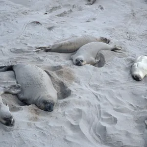 Elephant Seals, beach South of sandspit, San Nicolas Island