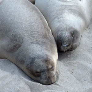 Elephant Seals, beach South of sandspit, San Nicolas Island