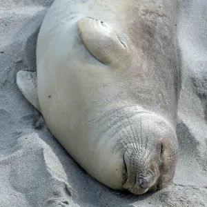Elephant Seals, beach South of sandspit, San Nicolas Island