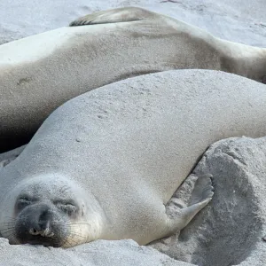 Elephant Seals, beach South of sandspit, San Nicolas Island