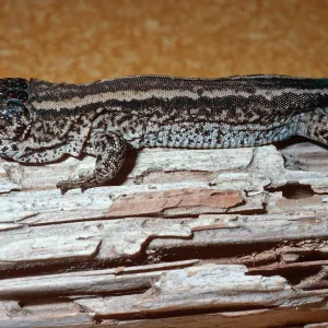 Night Lizard, San Nicolas Island