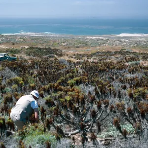Malacothrix hybrid, location across road from Tule Springs, San Nicolas Island