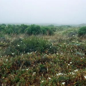 Chrysanthemum coronarium, stabilized dunes @ Building 120, Malacothrix hybrid site, Tufts Road, San Nicolas Island