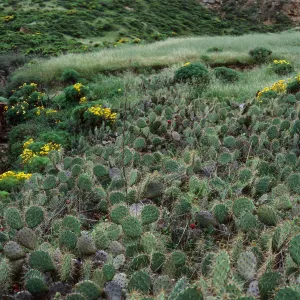 Opuntia (Prickly-pear), Beach Road below airfield, San Nicolas Island