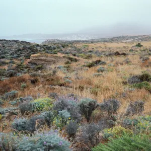 grassland/Lupinus contact, Malacothrix Hybrid site, East of Corral Harbor, San Nicolas Island