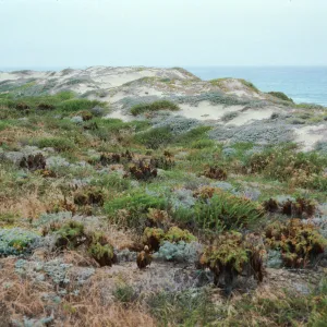 backdunes, North of airfield, San Nicolas Island