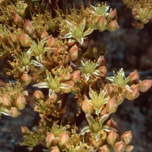 Dudleya (liveforevers), West of NAVFAC, San Nicolas Island