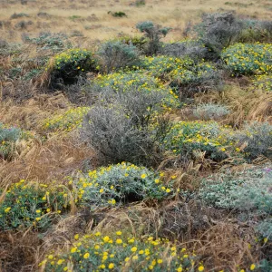Malacothrix at Hybrid site, East of Corral Harbor, San Nicolas Island