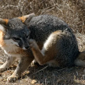 island fox, Kurt Road, Catalina Island