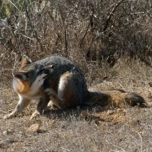 island fox, Kurt Road, Catalina Island