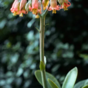 Dudleya (liveforevers), Tunnel Road, Santa Barbara County