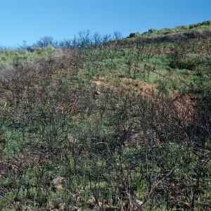 Matilija Canyon burn, Ventura County
