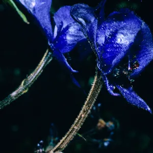 Aconitum, Onion Valley, Inyo County