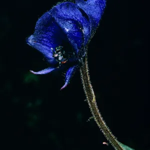 Aconitum, Onion Valley, Inyo County