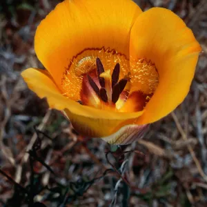 Calochortus clavatus, West Cuesta Ridge, San Luis Obispo County