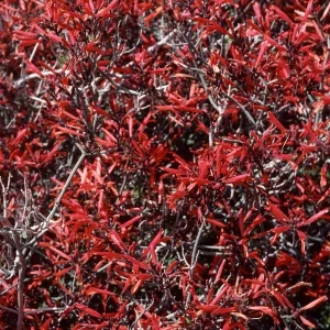 Beloperone, Cottonwood Springs, Joshua Tree, San Bernardino County