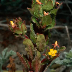 Camissonia guadalupensis, Northwest dunes, San Clemente Island