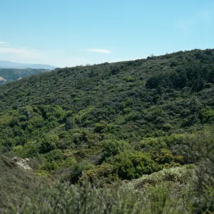 North side of Cuesta Ridge Botanical Area, from powerline tower, San Luis Obispo County
