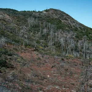 Cupressus sargentii , burned in 1985, N-facing slope, upper Villa Creek, Lions Den, Monterey County