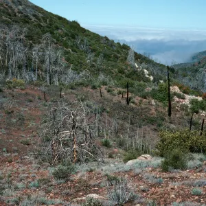 Cupressus sargentii , burned in 1985, N-facing slope, upper Villa Creek, Lions Den, Monterey County