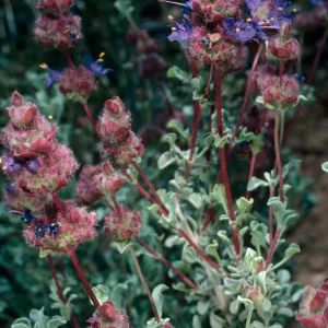 Salvia (Sage) dorrii, Wild Horse Canyon Road, Providence Mountains, Mojave National Preserve, San Bernardino Mountains
