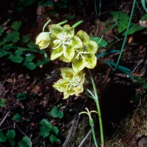 Fritillaria lanceolata, Nineteen Oaks Trail, Santa Ynez Valley, Los Padres National Forest, Santa Barbara County