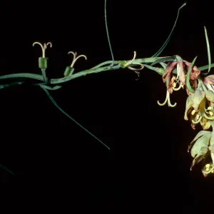Fritillaria lanceolata, Nineteen Oaks Trail, Santa Ynez Valley, Los Padres National Forest, Santa Barbara County
